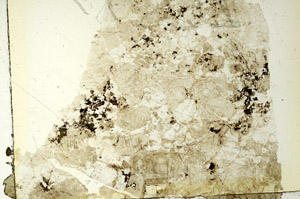 Plane Polarized, S86699