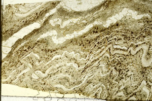 Plane Polarized, S86703