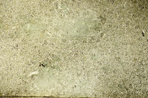 Plane Polarized, S86719