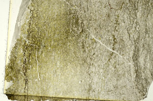Plane Polarized, S86730