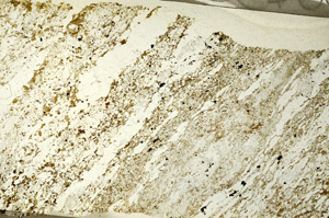 Plane Polarized, S86740
