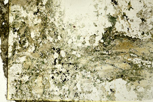 Plane Polarized, S86744