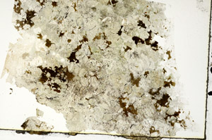 Plane Polarized, S86775