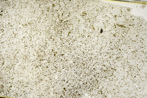 Plane Polarized, S86778