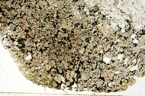 Plane Polarized, S86832