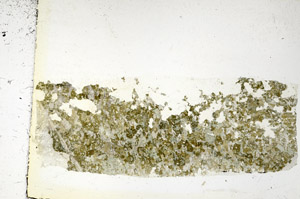 Plane Polarized, S86837