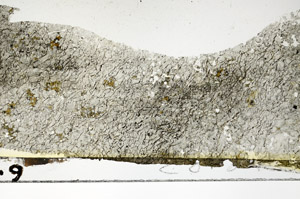 Plane Polarized, S86839
