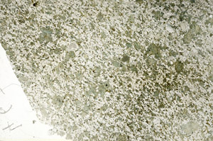 Plane Polarized, S86845