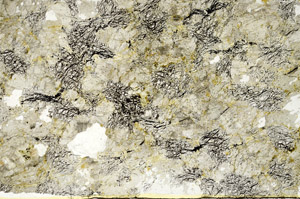 Plane Polarized, S86851