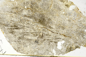 Plane Polarized, S86854