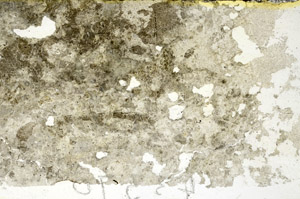 Plane Polarized, S86855
