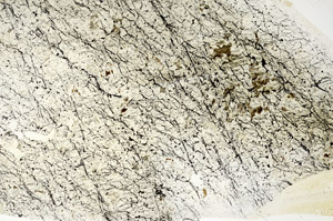 Plane Polarized, S86857