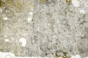 Plane Polarized, S86858