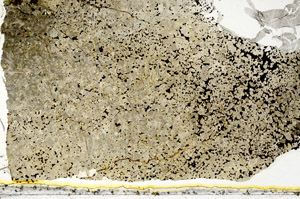 Plane Polarized, S86859