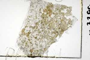 Plane Polarized, S86865
