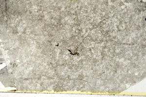 Plane Polarized, S86876