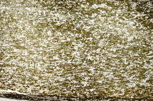 Plane Polarized, S86903