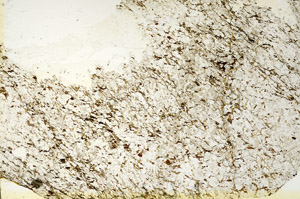 Plane Polarized, S86904