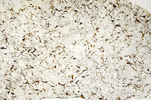 Plane Polarized, S86908