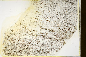 Plane Polarized, S87011