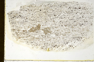 Plane Polarized, S87016