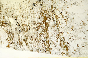 Plane Polarized, S87021