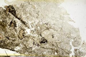 Plane Polarized, S87030