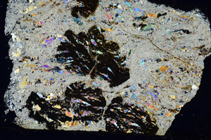 Cross Polarized, S87054