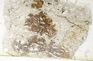 Plane Polarized, S87054