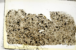 Plane Polarized, S87057
