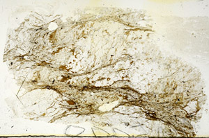 Plane Polarized, S87095