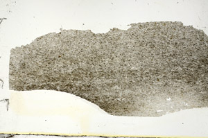 Plane Polarized, S87144/A