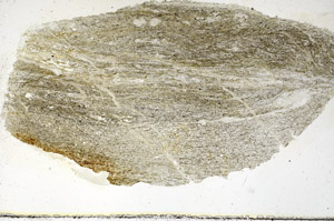 Plane Polarized, S87147