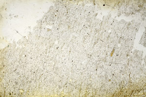 Plane Polarized, S87158