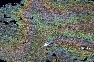 Cross Polarized, S87168