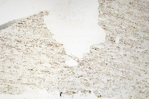 Plane Polarized, S87172