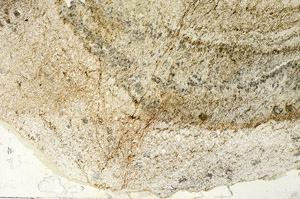 Plane Polarized, S87174