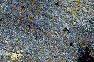 Cross Polarized, S87178