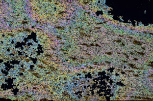 Cross Polarized, S87179