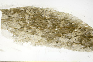 Plane Polarized, S87192