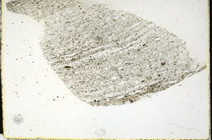 Plane Polarized, S87195