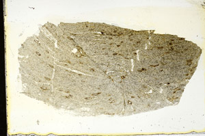 Plane Polarized, S87196