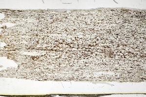 Plane Polarized, S87206