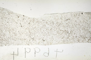 Plane Polarized, S87218