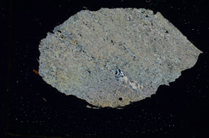 Cross Polarized, S87236