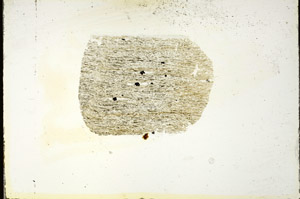 Plane Polarized, S87246/A