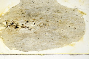 Plane Polarized, S87251