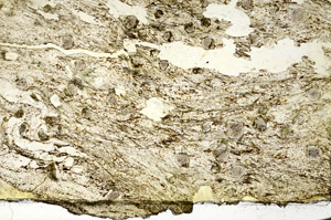 Plane Polarized, S87253