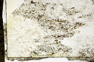 Plane Polarized, S87283