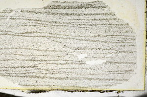 Plane Polarized, S87289